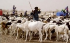 Le cheptel mauritanien en « situation de catastrophe » Le cheptel mauritanien en « situation de catastrophe »