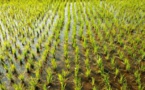 La campagne rizicole démarre enfin à Kaédi La campagne rizicole démarre enfin à Kaédi