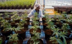 Le Canada légalise le cannabis dans l'euphorie