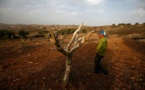 L'olivier de Cisjordanie, arbre de paix et victime collatérale du conflit israélo-palestinien