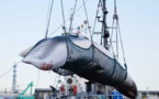 Le Japon reprend la chasse commerciale à la baleine après 30 ans d'interruption