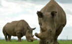 Italie: deux embryons pour sauver le rhinocéros blanc du Nord de l'extinction
