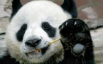 Chuang Chuang est mort : les Thaïlandais pleurent leur cher et chaste panda