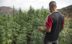 Au Maroc, le cannabis "terroir" supplanté par les hybrides