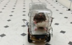 Des chercheurs ont appris à des rats à conduire des mini-voitures