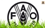 La ministre de l'environnement s'entretient avec la représentante de la FAO