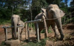 En Thaïlande, le sombre envers du décor pour les "éléphants à touristes"