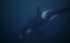 Italie: des orques vues "pour la première fois" dans le détroit de Messine (association)