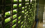 Au Japon, des "usines à légumes" en ville pour remplacer la campagne