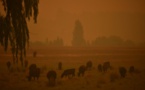 Tempête de sable et averse de grêle sur l'Australie sinistrée par les feux