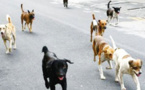 Nouakchott : Une gamine tuée par des chiens errants