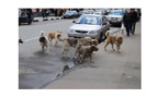 Campagne d’abattage des chiens errants à Nouakchott