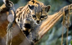 En Colombie, SOS pour les animaux des zoos menacés par le confinement