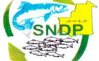 La SNDP ouvre 103 points de distribution de poisson à Nouakchott