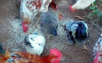 L'autorité de la zone franche de Nouadhibou distribue des poulets aux familles pauvres.