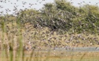 Invasion des oiseaux granivores dans la vallée du fleuve Sénégal : des opérations de lutte annoncées