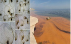 La coloration des eaux constatée aux cabanons ne résulte pas d'une pollution du milieu marin