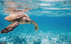 Trois questions à Abdoulaye Soumaré président de l’Association de protection des tortues marines en Mauritanie