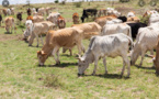 Néma: Ouverture d'un nouveau marché hebdomadaire pastoral