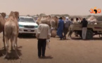 Mauritanie : un tour au marché de boeufs et chameaux de Nouakchott