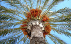 Lancement d’un programme d’aménagement de 250 ha pour la culture du palmier dattier et le maraîchage en Assaba