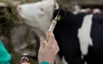 Hodh El Gharbi : Lancement de la campagne nationale de vaccination du cheptel