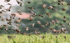M’Bagne : forte pression des oiseaux granivores sur les cultures
