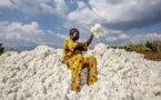 Le Mali relance l'exportation du coton via la Mauritanie