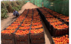 Partenariat Ferme de Guerrou-PRODEFI, une ambitieuse expérience pour la Mauritanie face à la dépendance alimentaire et fourragère