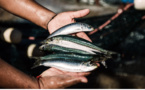Nouadhibou : Ouverture de 15 points de vente de poisson subventionné