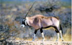 Le Parc National d’Awleigatt reçoit 29 têtes d’Oryx Abu Adas
