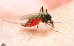 La ministre de la santé : « la Mauritanie enregistre annuellement 150.000 nouveaux cas de paludisme »