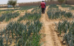 Plaidoyer pour une Mauritanie qui nourrit la Mauritanie