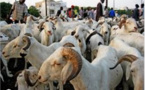 Autosuffisance en moutons : Le Sénégal et la Mauritanie scellent un partenariat stratégique