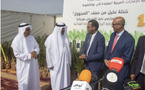 La Mauritanie réceptionne 1 000 plants de palmiers offerts par le prix international Khalifa pour les palmiers dattiers et l’innovation agricole