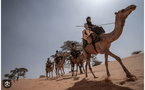 Ministre de l’Élevage : 60% des chameaux à Nouadhibou sont hors du circuit économique