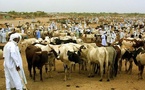 Le ministre de l’Élevage : « La véritable richesse de la wilaya du Hodh Charghi réside dans son potentiel agropastoral »