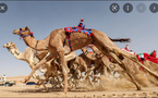 Clôture de la course de chameaux organisée à l’occasion du 65e anniversaire de la Fête de l’Indépendance Nationale