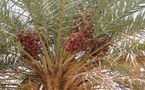 Ministère de l’Agriculture : la production de dattes à Adrar a atteint 16 000 tonnes cette saison