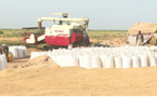 La récolte du riz se poursuit dans la wilaya du Trarza, avec des perspectives prometteuses