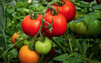 Hausse des prix de tomates : saisie de 4,7 du produit objet de spéculation dans la moughata d’El Mina