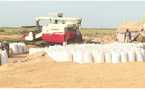 Riz : la Mauritanie prépare une stratégie décennale pour doper sa production locale