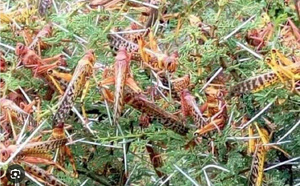 Le ministre de l’Agriculture : La situation actuelle du criquet pèlerin est sous contrôle