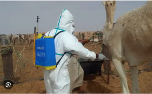 Mauritanie : le nombre de foyers de fièvre de la vallée du Rift en augmentation