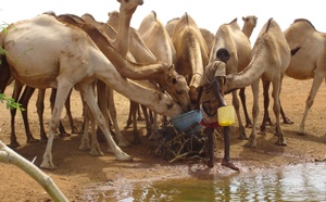 Fièvre de la vallée du Rift : soutien technique de la FAO à la Mauritanie