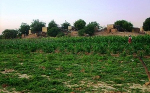 Foncier agricole à M’Bagne : les propriétaires terriens de Walodiane dénoncent un projet d’expropriation et interpellent l’État