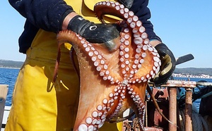Mauritanie : l’arrêt biologique de la pêche au poulpe prolongé jusqu’au 15 juillet prochain