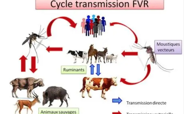 Mauritanie : annonce d’une épidémie de la fièvre de la vallée du Rift dans 8 wilayas et recensement de 17 foyers de la maladie