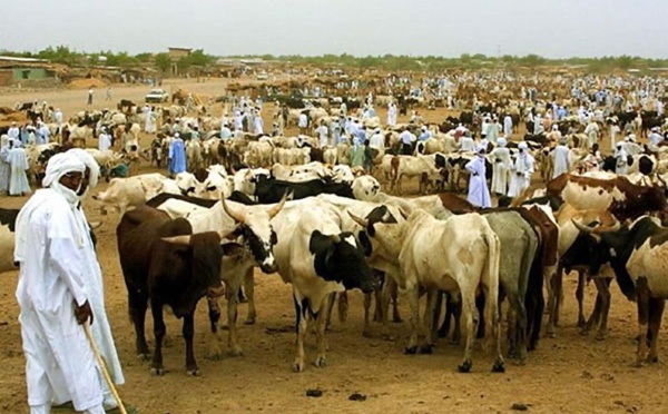 Le ministre de l’Élevage : « La véritable richesse de la wilaya du Hodh Charghi réside dans son potentiel agropastoral »