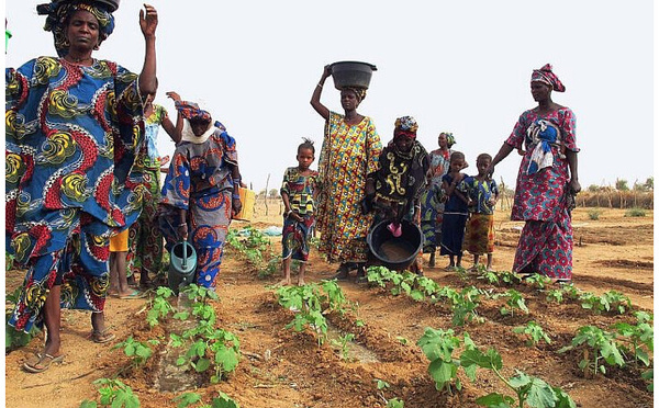 Un responsable allemand : l’agriculture représente 20 % de l’économie mauritanienne et la proximité de l’Europe constitue un avantage concurrentiel